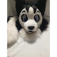 CUTIE HUSKY