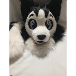 CUTIE HUSKY