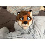 Red fox head