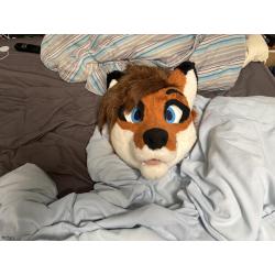 Red fox head
