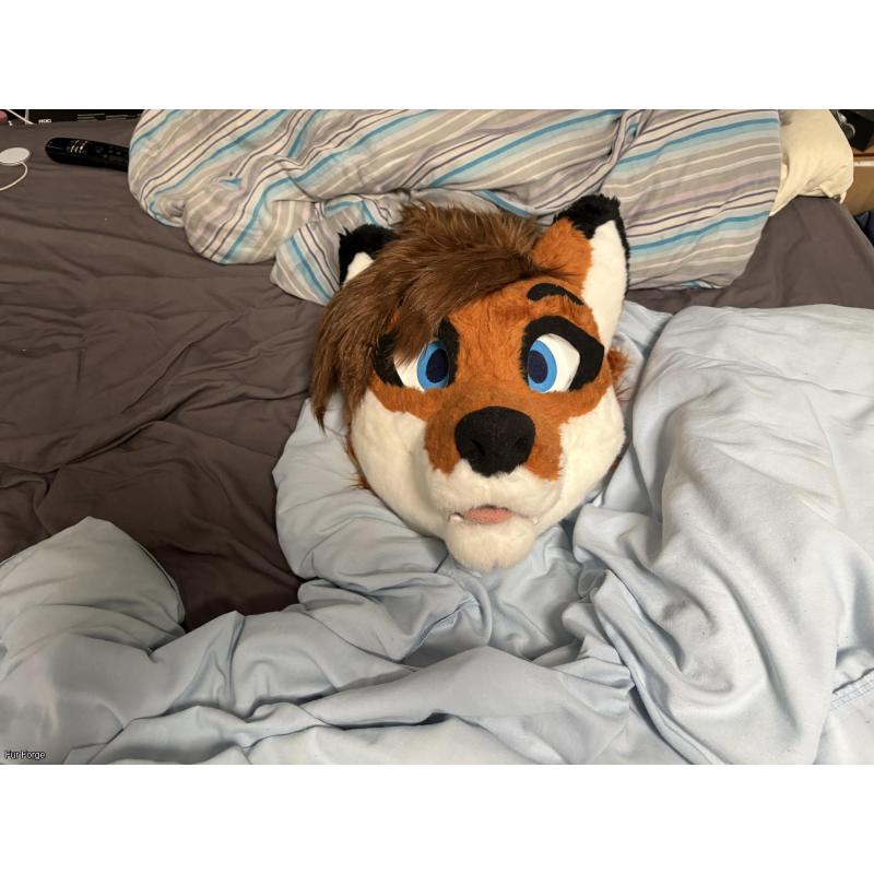 Red fox head