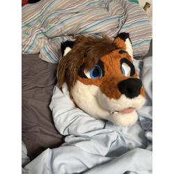 Red fox head