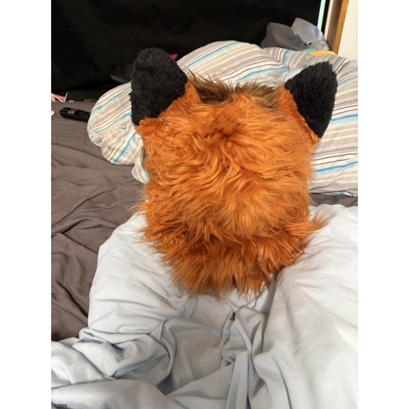 Red fox head