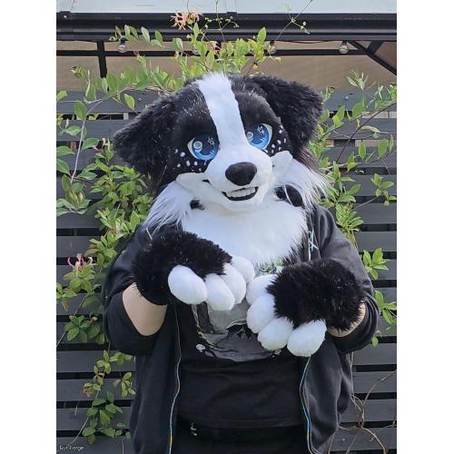 Sparkle Collie Mini-partial
